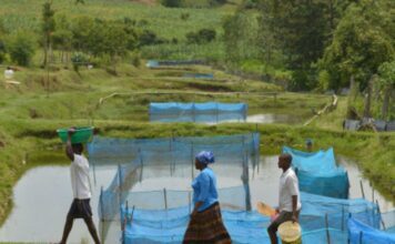 Estudo alerta para avanço de bactéria em criações de peixes