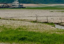 Amazônia apresenta sinais de adaptação às mudanças climáticas