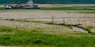 Amazônia apresenta sinais de adaptação às mudanças climáticas