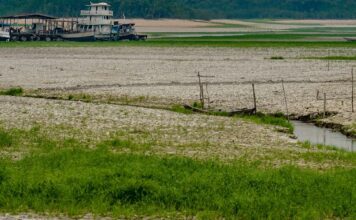 Amazônia apresenta sinais de adaptação às mudanças climáticas