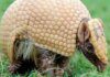Mascote da Copa, tatu-bola continua ameaçado e terá plano de proteção