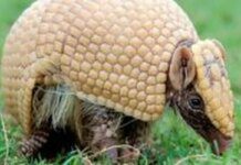 Mascote da Copa, tatu-bola continua ameaçado e terá plano de proteção