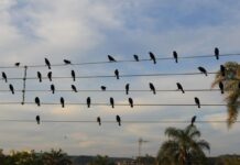 Foto de pássaros em fios elétricos vira sinfonia premiada em Cannes