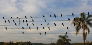 Foto de pássaros em fios elétricos vira sinfonia premiada em Cannes