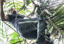 UFPA e Embrapa mapeiam genoma completo do açaí