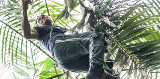 UFPA e Embrapa mapeiam genoma completo do açaí