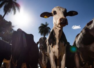 Parceiro estratégico, Marrocos suspende tarifa de importação de carnes