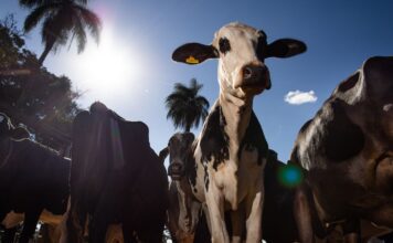 Parceiro estratégico, Marrocos suspende tarifa de importação de carnes