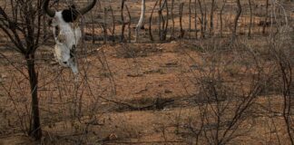 COP 17 sobre desertificação inicia na Mongólia
