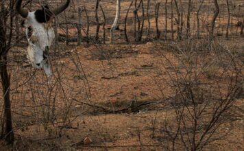 COP 17 sobre desertificação inicia na Mongólia