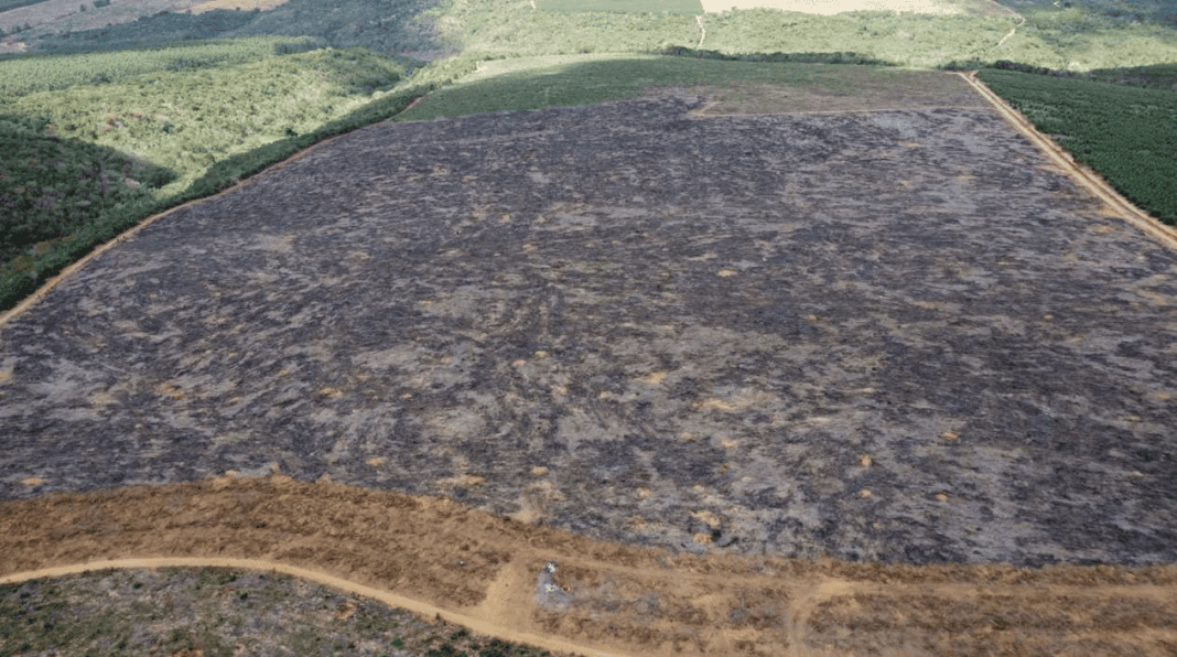 Fiscalização Identifica 205 Hectares De Desmatamento Ilegal Na Bahia Fiscalização Identifica 205 Hectares De Desmatamento Ilegal Na Bahia