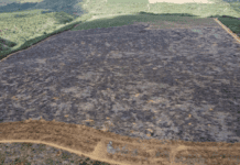 Fiscalização Identifica 205 Hectares De Desmatamento Ilegal Na Bahia Fiscalização Identifica 205 Hectares De Desmatamento Ilegal Na Bahia
