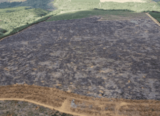 Fiscalização Identifica 205 Hectares De Desmatamento Ilegal Na Bahia Fiscalização Identifica 205 Hectares De Desmatamento Ilegal Na Bahia