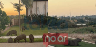 Jardim Diferenciado? Capivaras São Flagradas Em Condomínio De Luxo Na Bahia Jardim Diferenciado? Capivaras São Flagradas Em Condomínio De Luxo Na Bahia