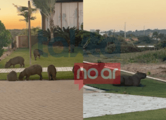 Jardim Diferenciado? Capivaras São Flagradas Em Condomínio De Luxo Na Bahia Jardim Diferenciado? Capivaras São Flagradas Em Condomínio De Luxo Na Bahia
