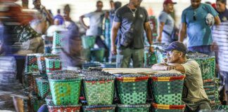 Dia do Feirante celebra ofício que movimenta economia popular