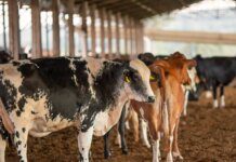 UE suspende carnes do Brasil; entenda impacto e próximos passos