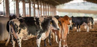 UE suspende carnes do Brasil; entenda impacto e próximos passos