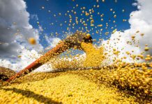Produção agrícola brasileira superou R$ 927 bilhões em 2025