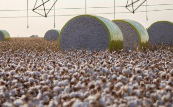 Entenda mudança no mapa que tirou Sorriso do topo da produção agrícola