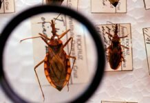 Projeto Cuida Chagas da Fiocruz faz busca casos de infecções de bebês