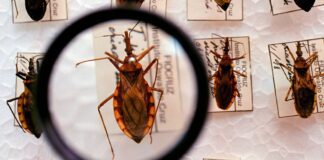 Projeto Cuida Chagas da Fiocruz faz busca casos de infecções de bebês