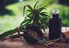 Para associações, normas ainda deixam pontos em aberto sobre cannabis