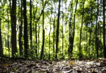 Produção florestal no país alcança recorde de R$ 47,9 bilhões em 2025