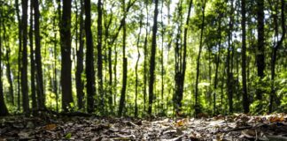 Produção florestal no país alcança recorde de R$ 47,9 bilhões em 2025
