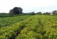Segurança alimentar e povos indígenas têm R$ 64,3 milhões em crédito