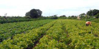 Segurança alimentar e povos indígenas têm R$ 64,3 milhões em crédito