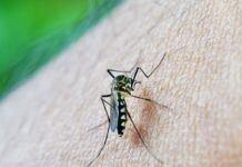 São Paulo registra mais de 58 mil casos de dengue e 42 mortes em 2026