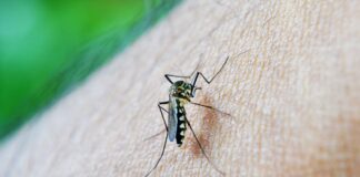 São Paulo registra mais de 58 mil casos de dengue e 42 mortes em 2026