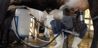 Produção de leite bate recorde mesmo com redução de vacas ordenhadas