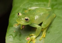 Rã De Pouco Mais De 2 Centímetros é Identificada Como Nova Espécie No Cerrado