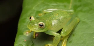 Rã De Pouco Mais De 2 Centímetros é Identificada Como Nova Espécie No Cerrado