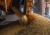 Produção brasileira de grãos deve aumentar apesar do El Niño