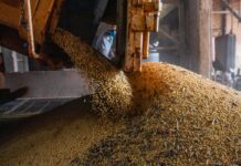 Produção brasileira de grãos deve aumentar apesar do El Niño