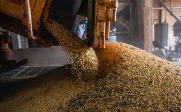Produção brasileira de grãos deve aumentar apesar do El Niño