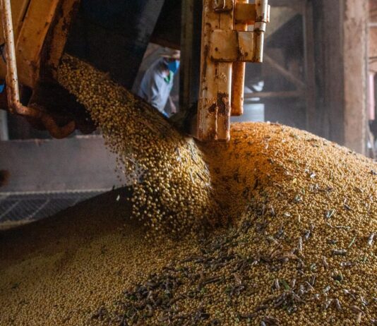 Produção brasileira de grãos deve aumentar apesar do El Niño