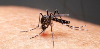 Mudanças climáticas já causam aumento de doenças infecciosas no país