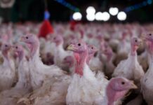 Agricultura confirma foco de doença de Newcastle em Santa Catarina