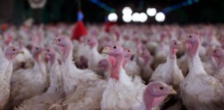 Agricultura confirma foco de doença de Newcastle em Santa Catarina