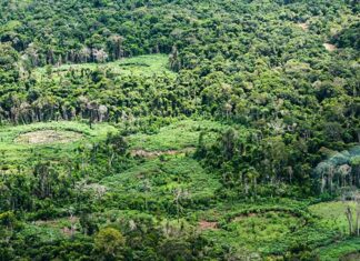 Holanda anuncia investimento de US$ 500 milhões em fundo de florestas