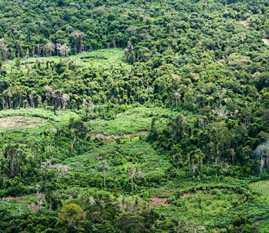 Holanda anuncia investimento de US$ 500 milhões em fundo de florestas